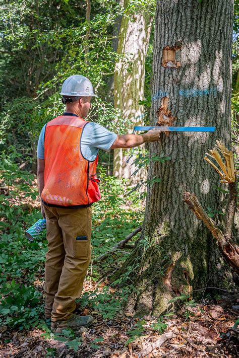 timber inventory software|Iba pa.
